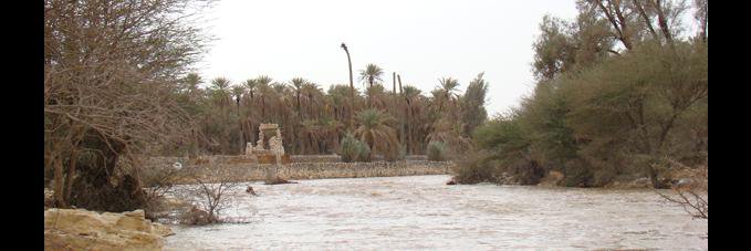 الصلبوخي banner