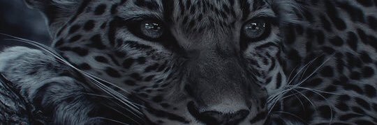 blakkkman's profile banner image