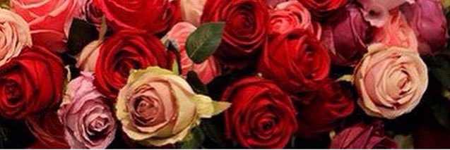 1515Manar's profile banner image