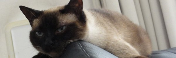 VanesRaptor Profile Banner