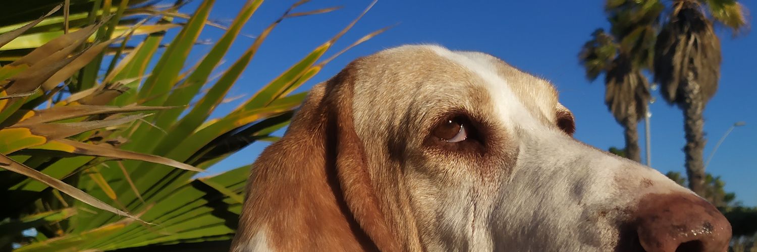 GoiatzLopez's profile banner image