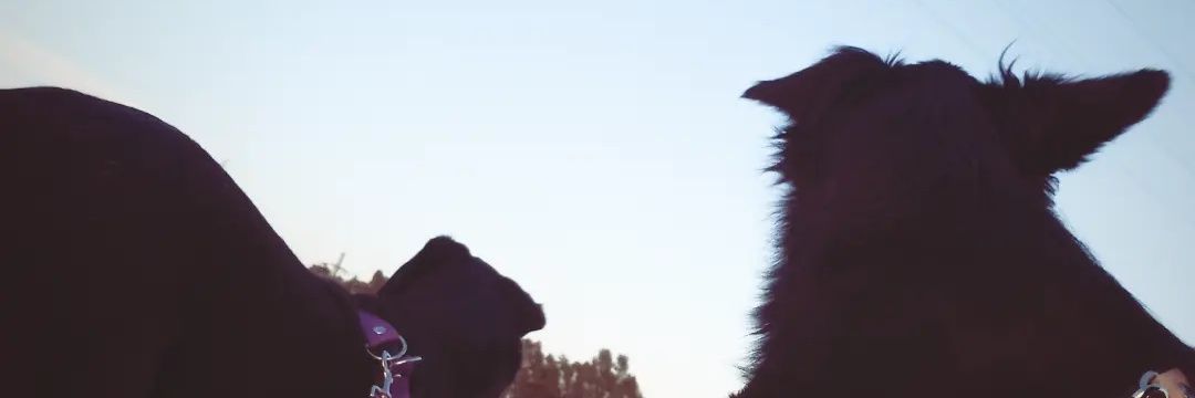 marchula__'s profile banner image