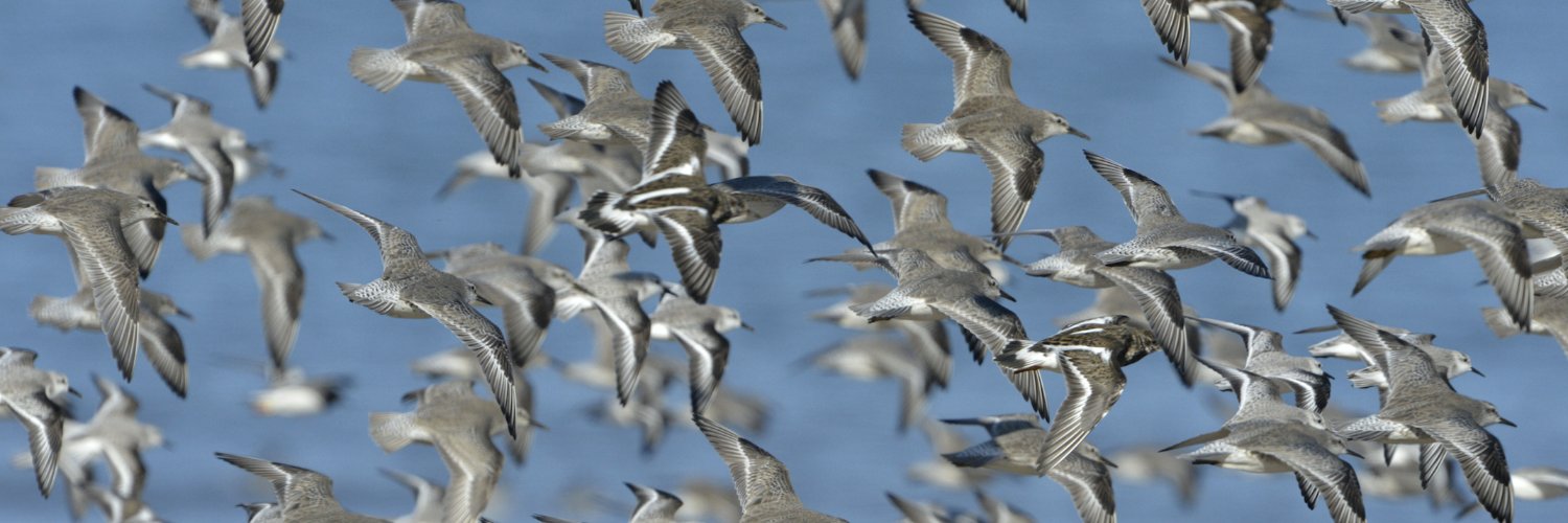 Birds of Poole Harbour's banner