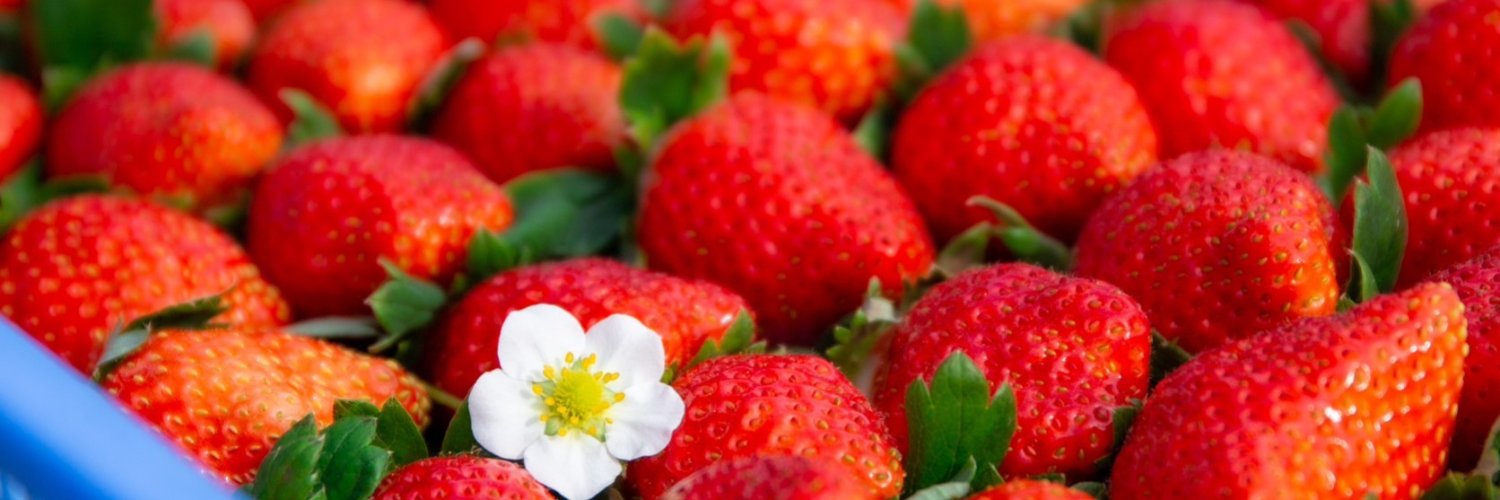 食べチョク【公式】🍓🍊🌾生産者直送の産直通販サイト banner