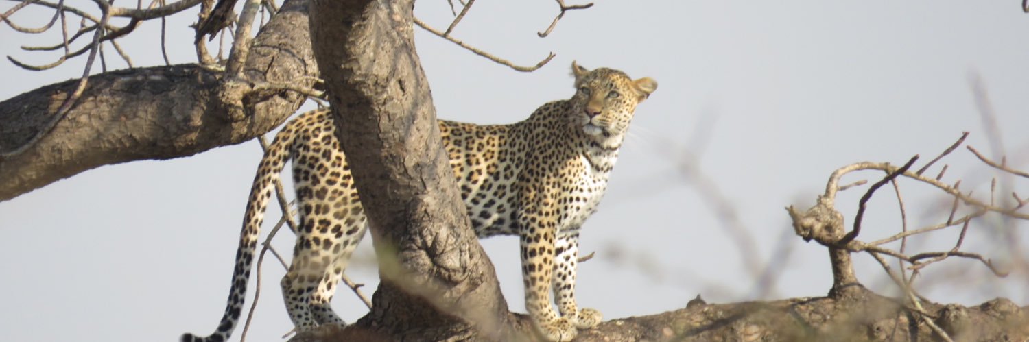 Adriaan Groenewald banner