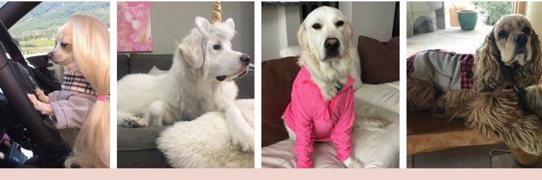 streetstyledogs's profile banner image
