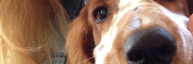 EllenBrantemo's profile banner image