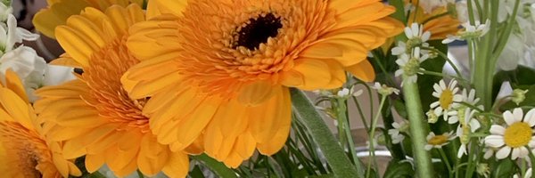 lisafezzer Profile Banner