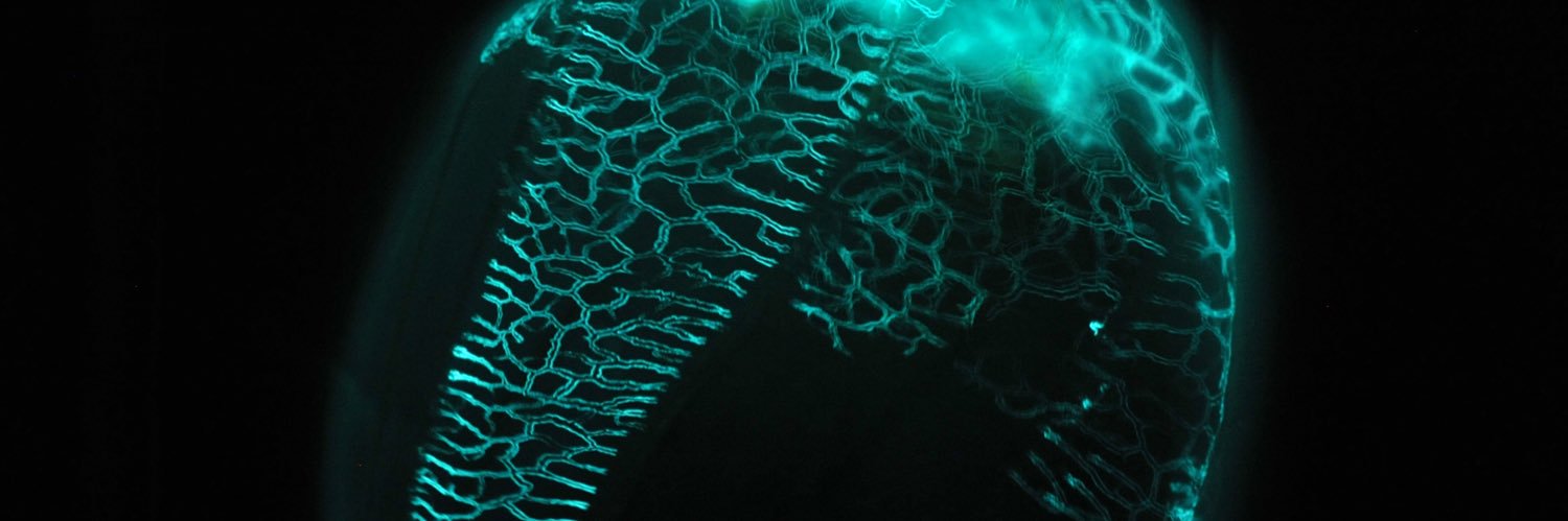 stevehaddock.bsky banner