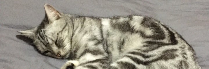 UncleCatWG's profile banner image