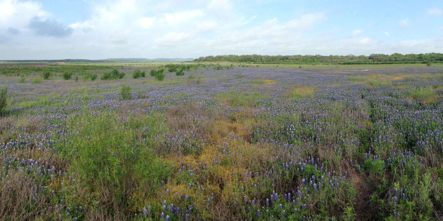 Rebecca Frost Davis banner