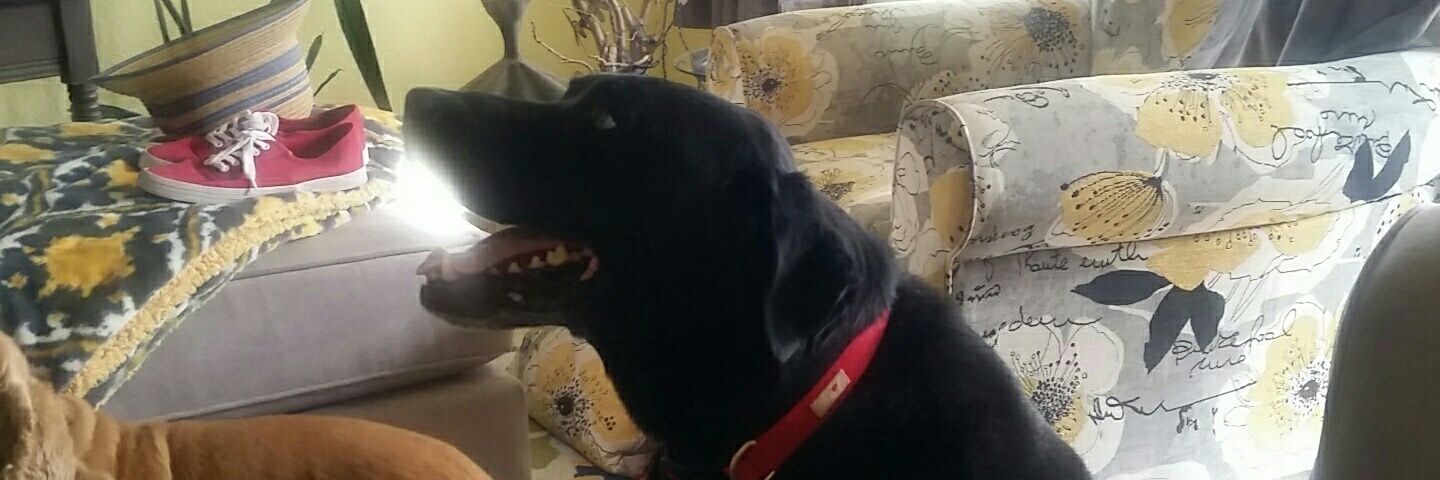 Elenora Stevens banner