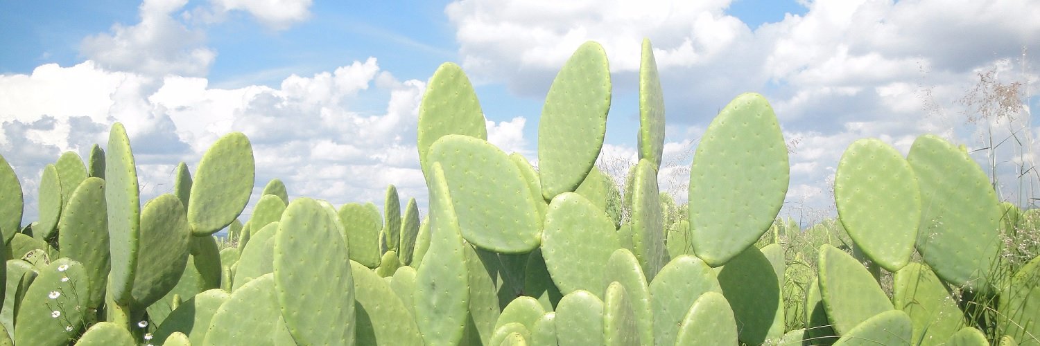 Señor Performo 🤠 banner