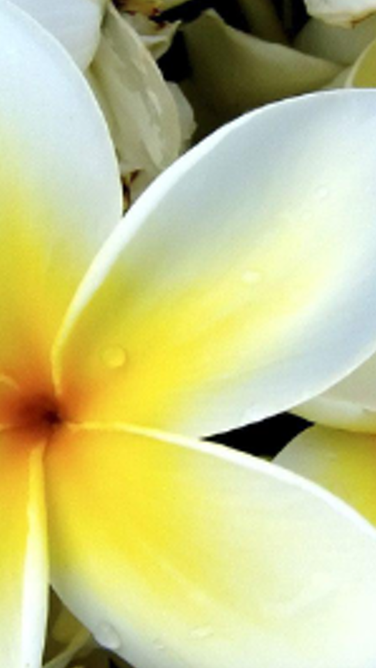 zenah87's profile banner image