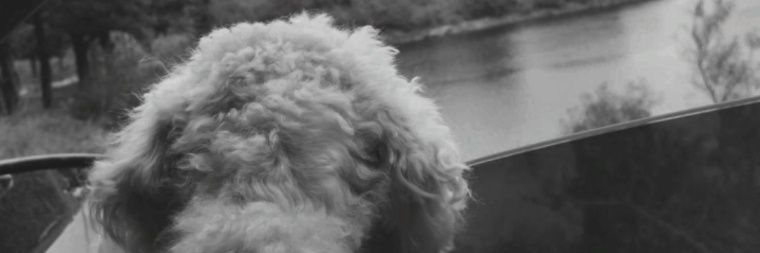 SofiMartinez021's profile banner image