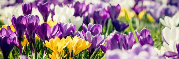 MarielyLizardo Profile Banner