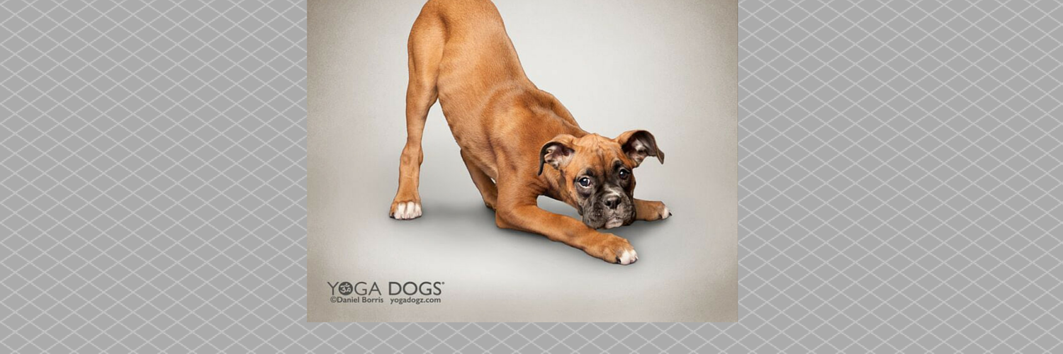 YogaDogs's profile banner image