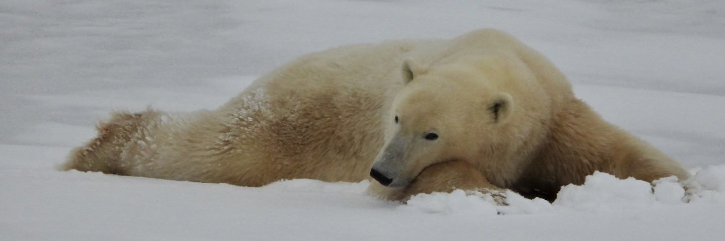 Richard Taylor banner