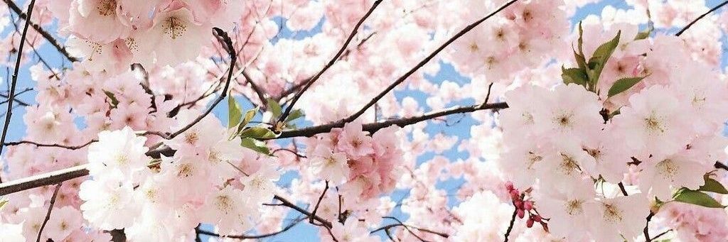 IsaKoel's profile banner image