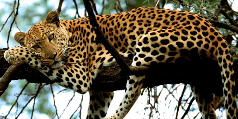 MerceGNP's profile banner image