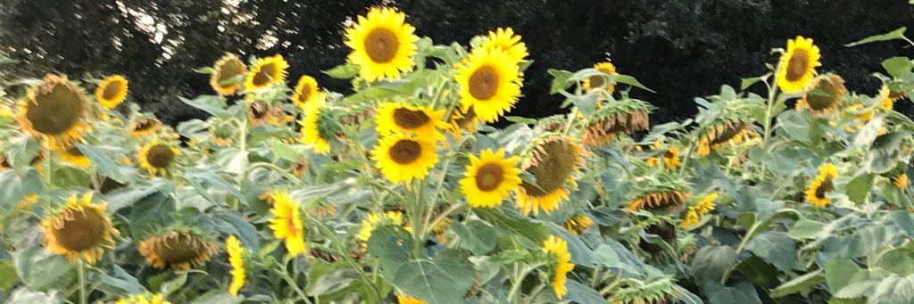 SandywFlack's profile banner image