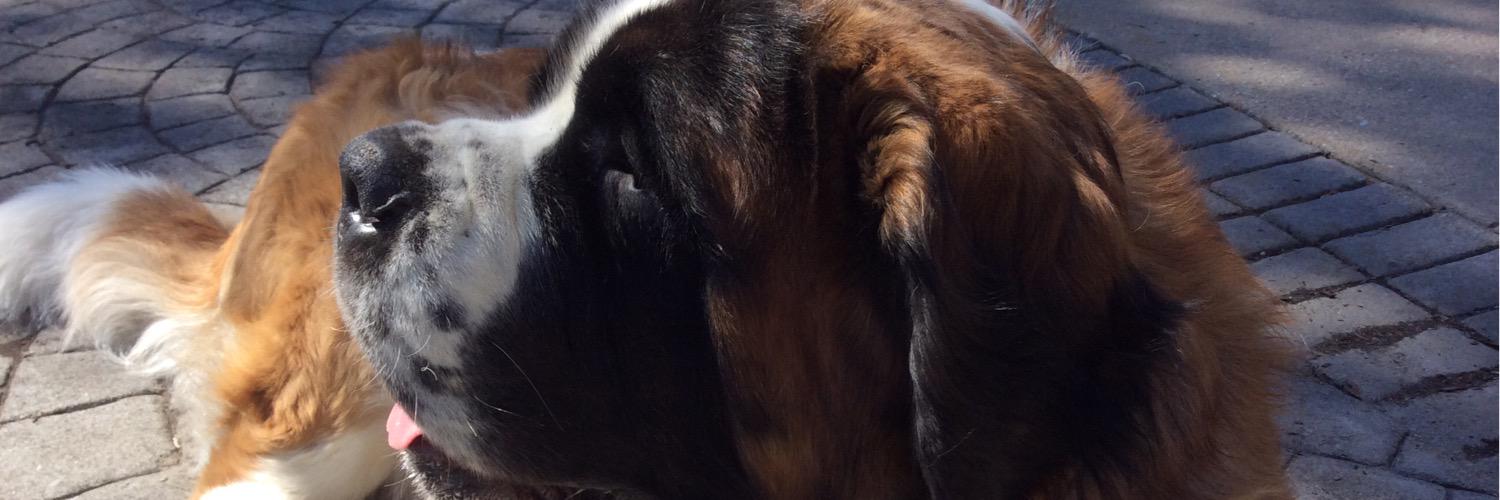 saintfreckles's profile banner image