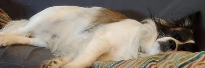 AaronSpeca's profile banner image