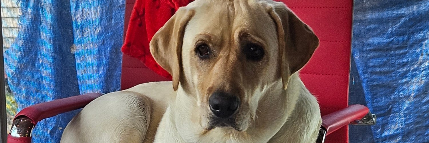 Bobby Pezzulo banner