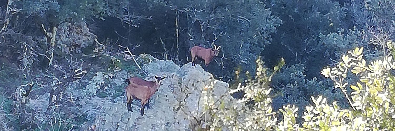 La Punk à Chèvres (qu'ils viennent me chercher) banner