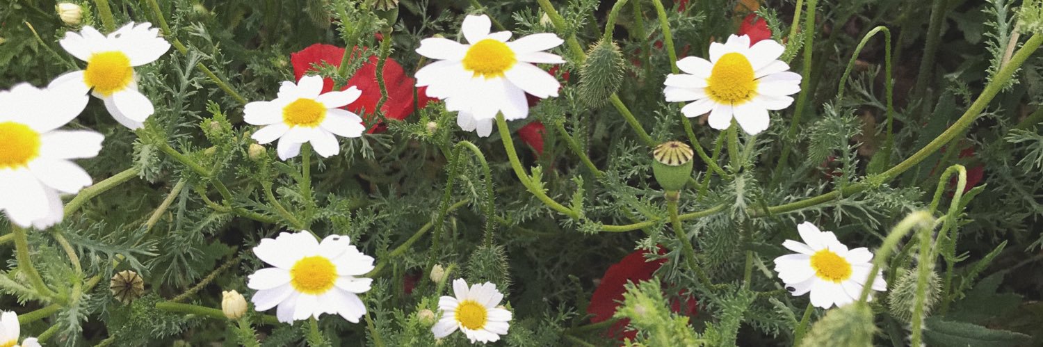 🌼 banner