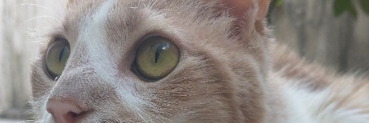 ChechoPotoca's profile banner image