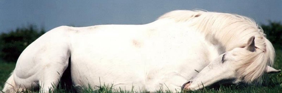 amcia banner