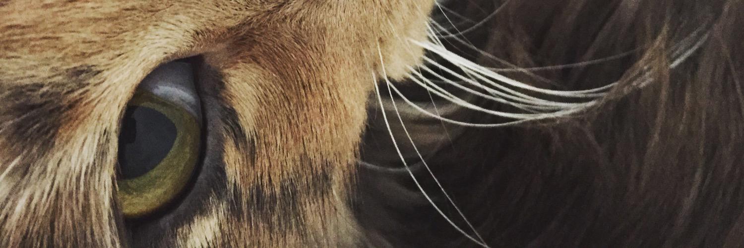 ashleymitsue_'s profile banner image
