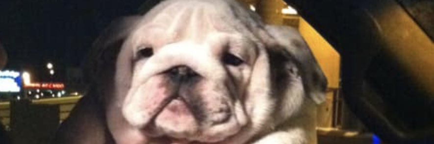 WillBoldberg's profile banner image