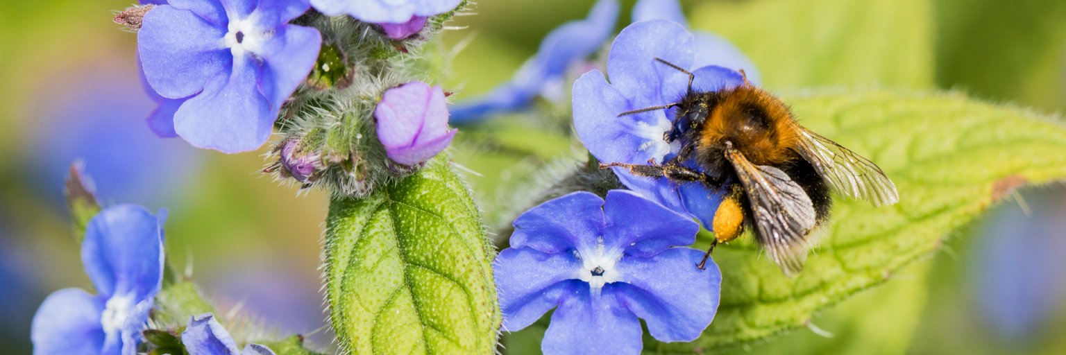_beesandtrees's profile banner image