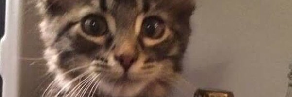 EasyVWarchild's profile banner image