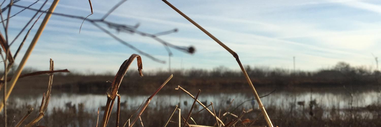 Patrick Williams banner