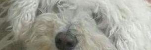 Isacpoliveira's profile banner image