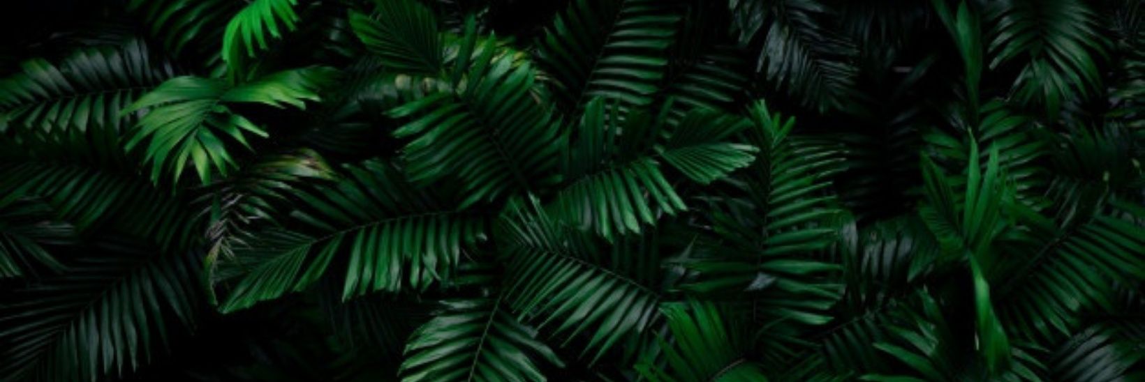 Shpudl's profile banner image