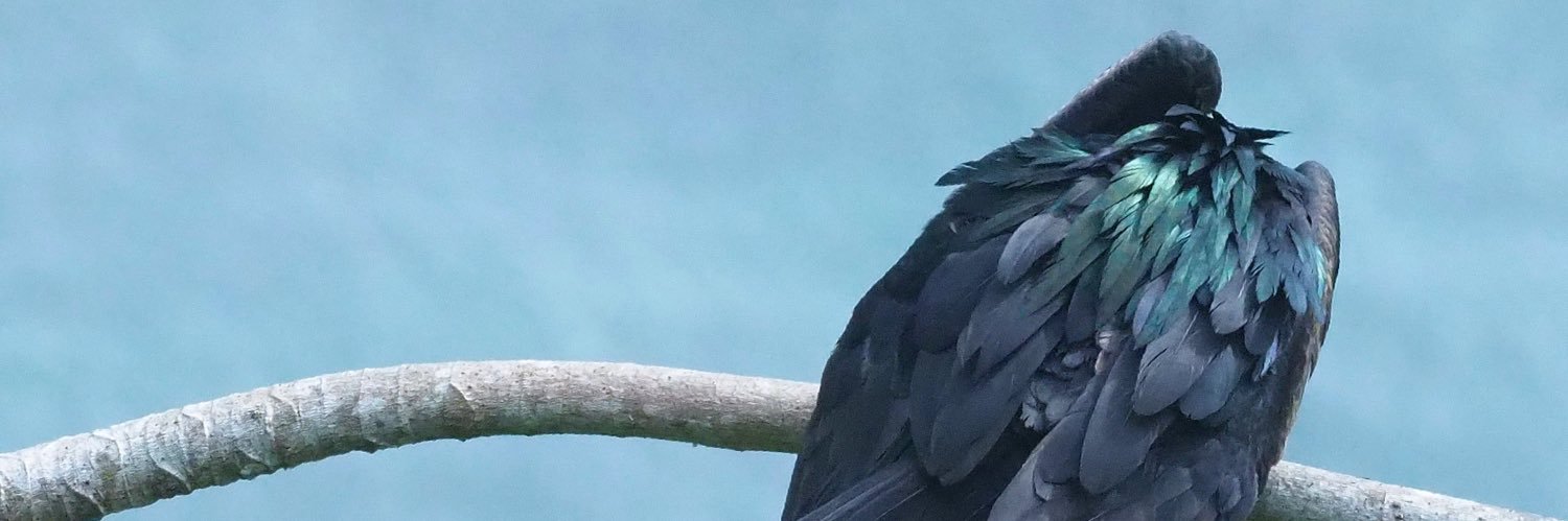 GuruBirder's profile banner image