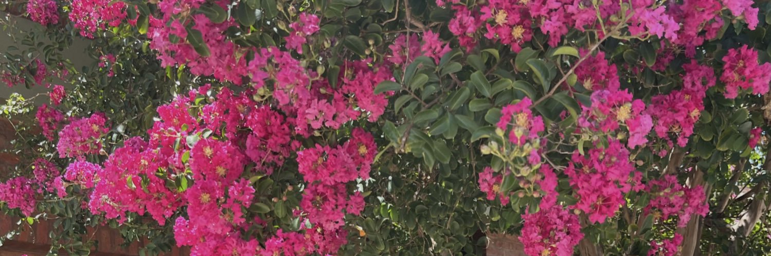 CamiLerman's profile banner image