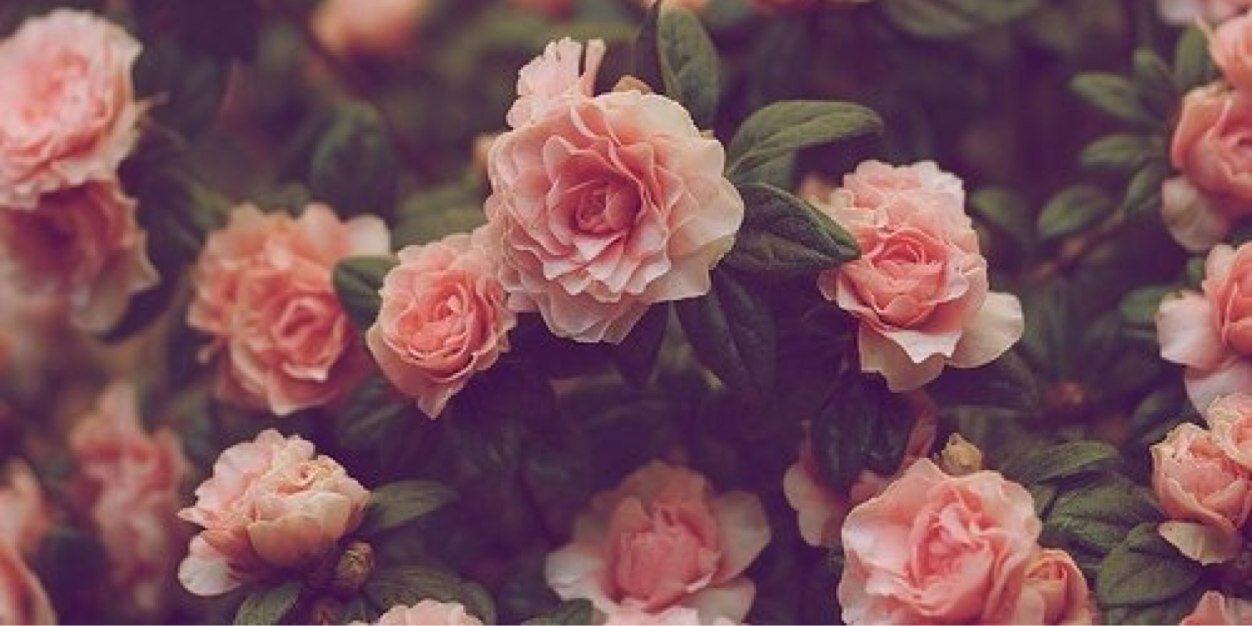 dianiliciouss's profile banner image