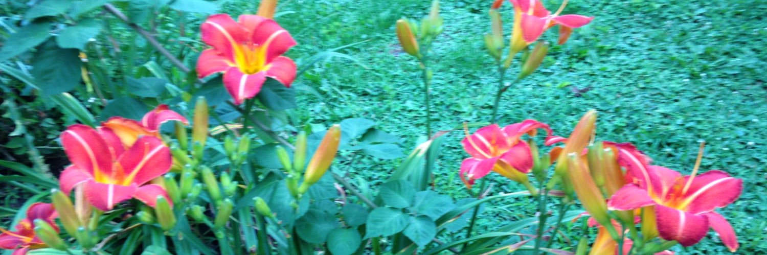 Sandra Kay Sigmund🕊 banner