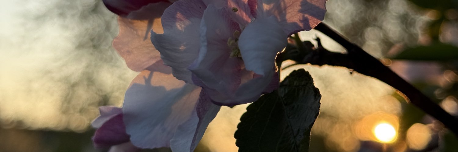 NicoShemr's profile banner image