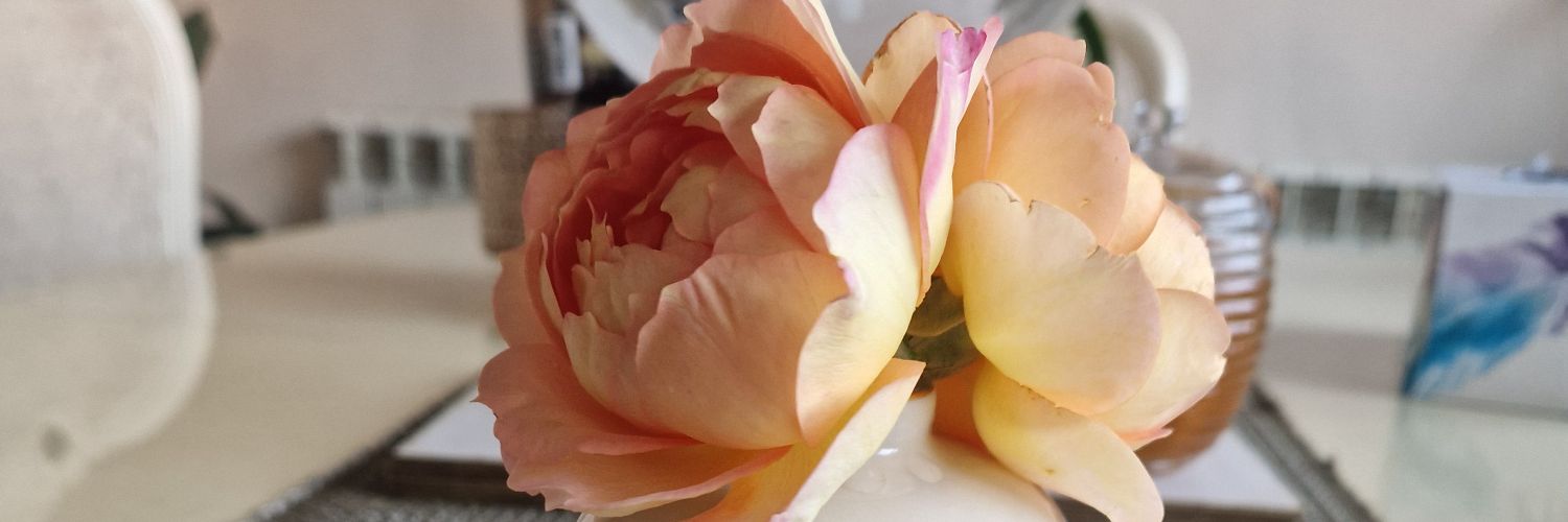 Sheba 🇵🇸🇵🇸🇵🇸 banner