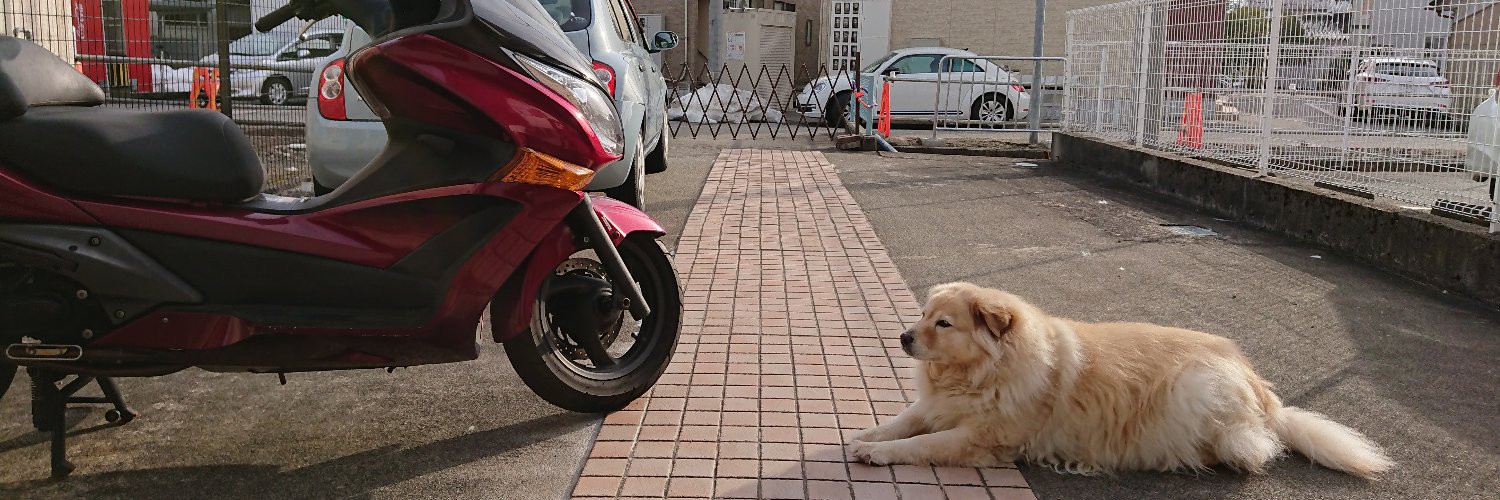 trust_me@yellow_rex banner