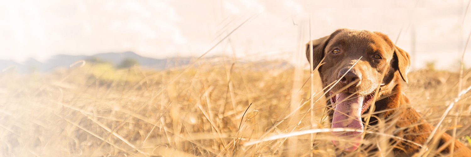 Buffalo Range Chews banner