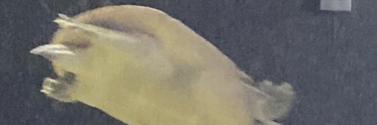 Disteal 🇵🇸 banner