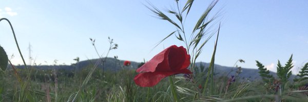 carneluttiV Profile Banner