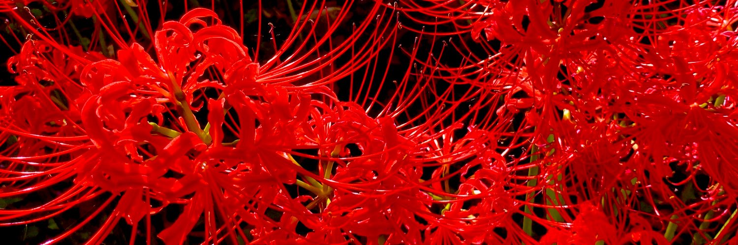 蘭丸🐼🦇 banner